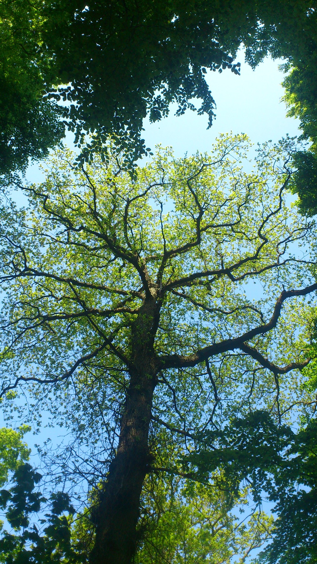 Tree in the Forest on Bogø