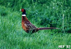Pheasant 2002