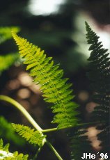 Bracken leaf in the sun, Klintholm forest