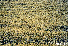 Rapeseed field in bloom