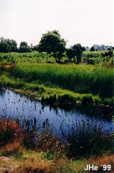 The meadow at Ulvshale