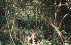 Burial mound between Sprove and Rødding